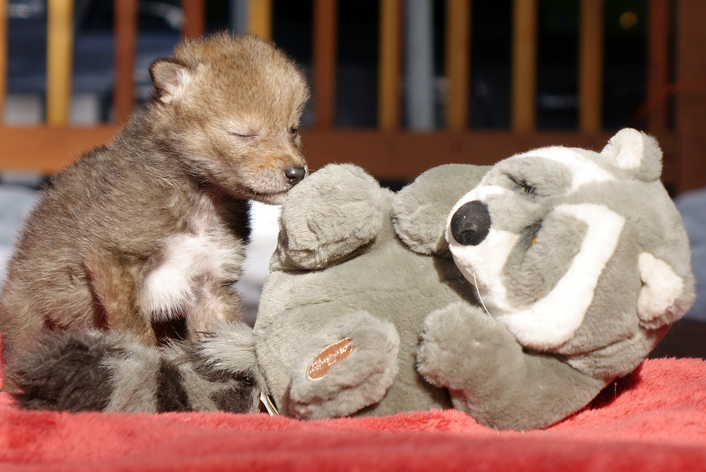 An orphaned coyote pup at Lake Tahoe Wildlife Care finds a playmate.